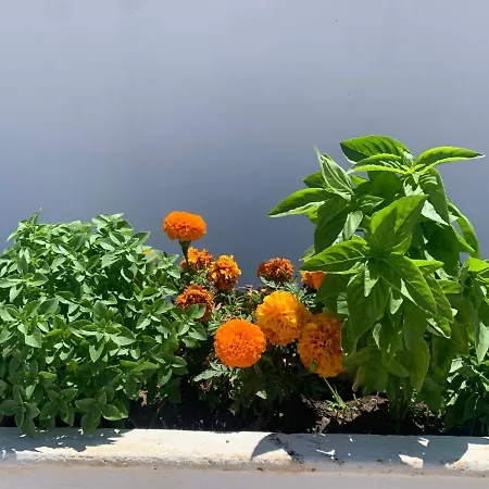 Siroco Patmos * 斯科拉